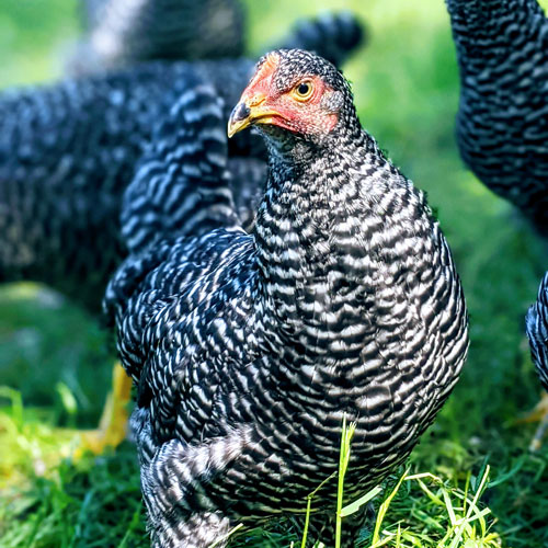 A heritage Plymouth Barred Rock poult