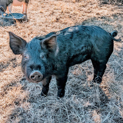 CBB is our Ozark Mountain Wattle boar