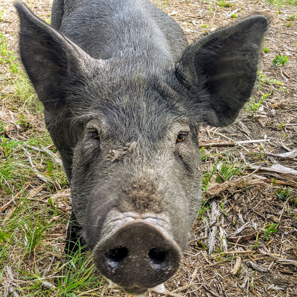 Pigs rotating through pasture and forest.