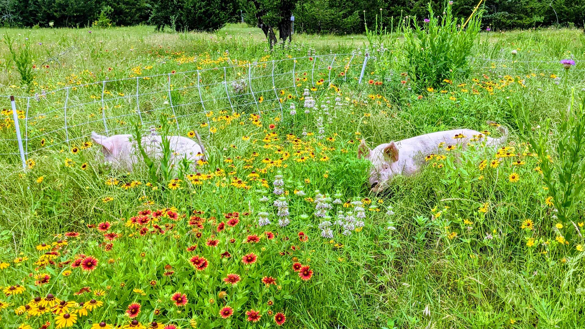 pigs grazing in a meadow of texas native wildflowers