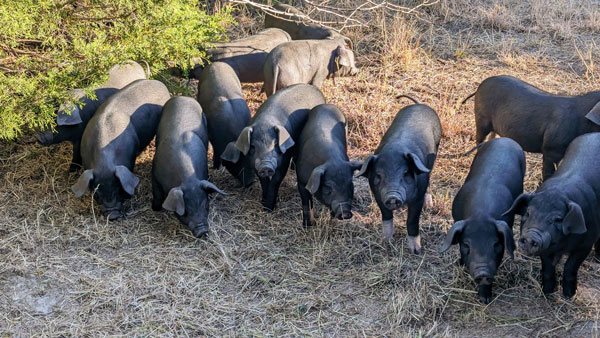 11 healthy 40-lbs piglets are standing together waiting for food