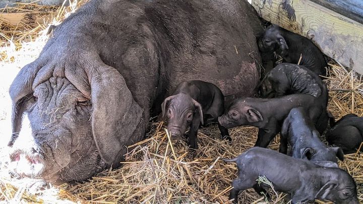 Our meishan sow Mulan takes care of her litter of piglets.