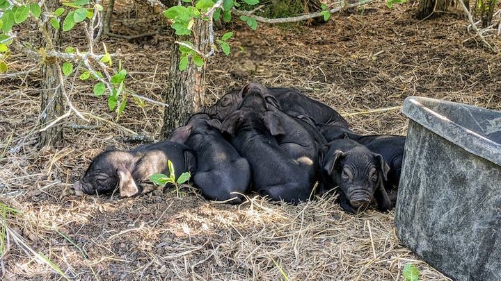 Piglets sleeping happily under a tree on LVBA.