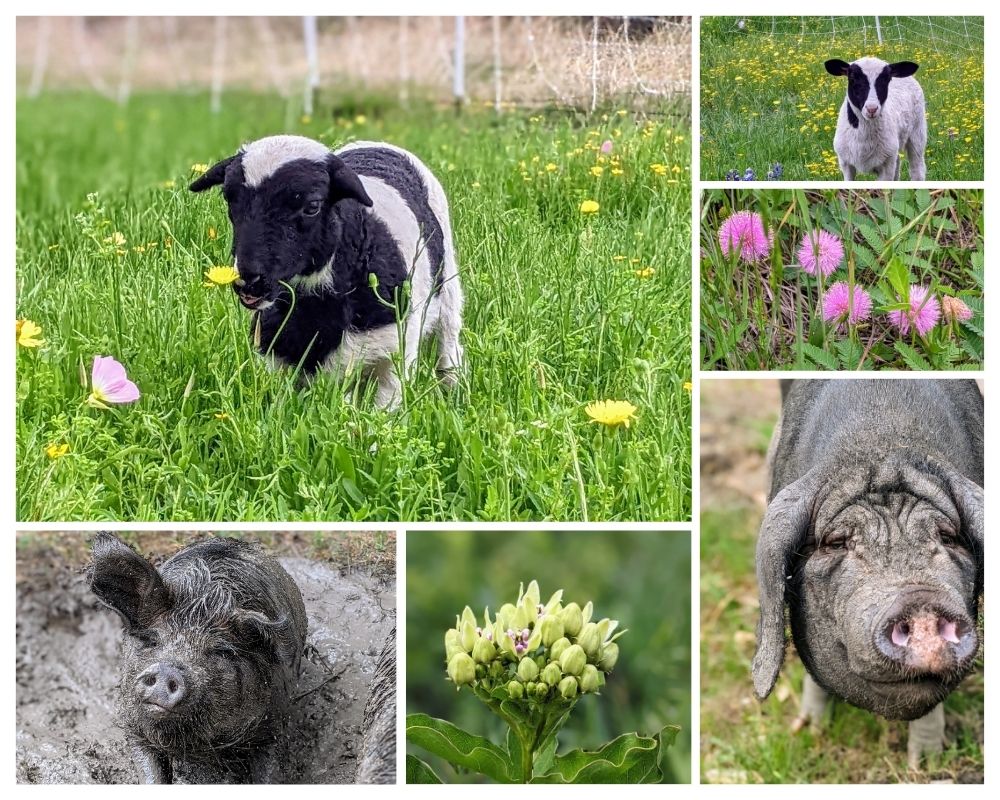 A photo collage shows the native wildflowers, lambs, and pigs enjoying the spring flush of grass.