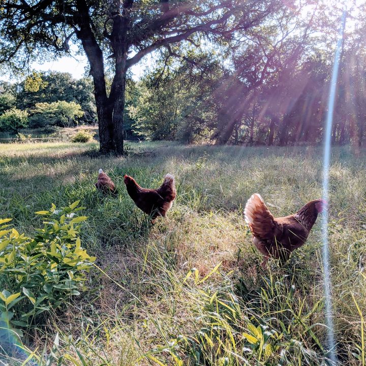 Hen free ranging on the farm