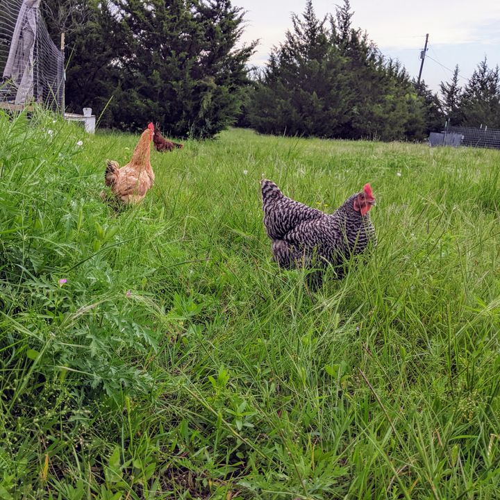 Pasture raised eggs