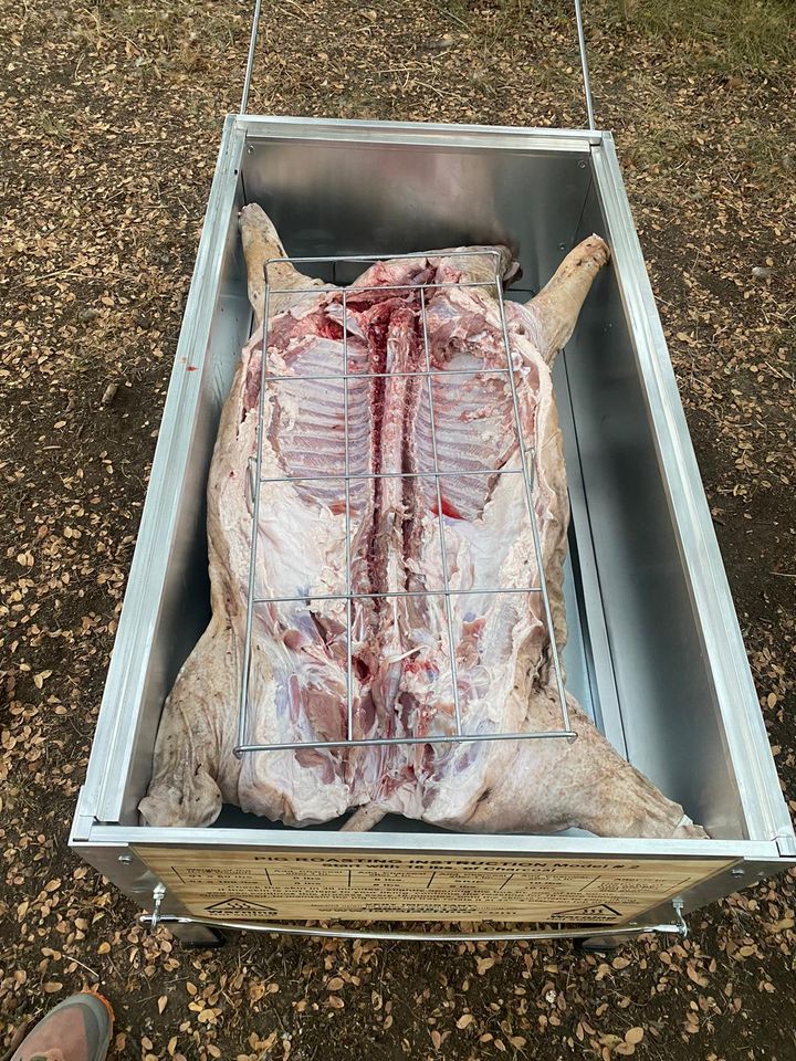 The whole hog is ready to begin cooking in the caja china.
