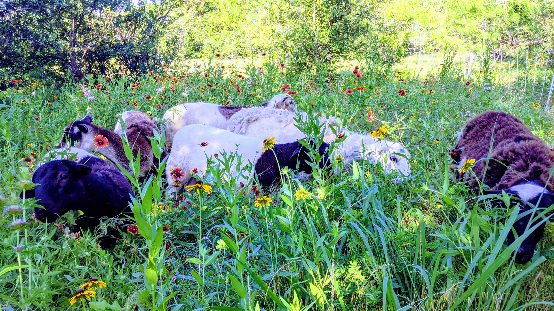 Sheep grazing a meadow of native texas wildflowers